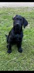 Labrador valpar redo att flytta