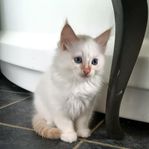 Ragdollkille