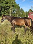 Korsning Swb/Akhal teke hingst