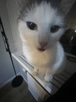 Katt som behöver ett nytt hem!