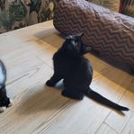 Kattungar