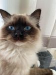 Hankatt 2år 