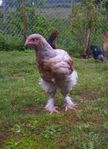 Ungtupp (Brahma) + tuppkyckling (Plymouth Rock)
