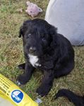 BorderDoodle valpar allergivänlig, lättlärd familjehund