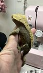 ögonfransgecko hona 