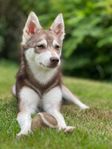 Miniatyr Husky valp söker ett kärleksfullt hem