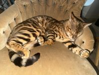Bengal, godkänd avelshane, stamtavla i Sverak