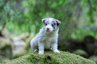bordercollie hanvalp leveransklar