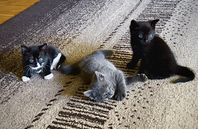 Kattungar !!!