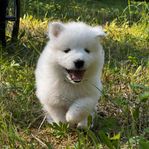 Samojed, valp m stamtavla 