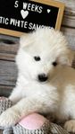 Samojed, valp SKK-reg 