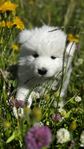 Samojed, valp SKK-reg 