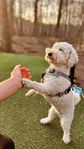 Omplacering: Bichon Frisé / Dvärgpudel-blandning
