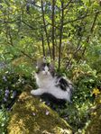Fantastiska kattungar! 