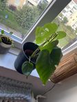 Monstera