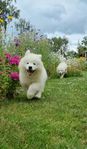 Samojed valpar Skk registrerade 