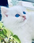 Leveransklara fina Ragdoll kattungar 