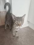 Katten 10 månader gammal 