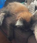 Maine Coon ANNABELLE hona. Båda föräldrarna m. stamtavlor