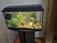Fiskbassäng
