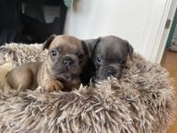 Fransk bulldog 