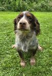 cockerspaniel valpar ( working ).