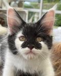 Maine Coon AVA hona. Båda föräldrarna med stamtavlor