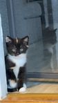 Kattunge