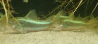 corydoras avelsgrupper