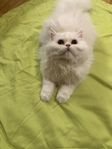 Chinchilla perser / Brittiska korthår kattunge