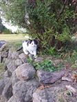 Kattkillar 