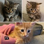 TRE UNDERBARA KATTUNGAR