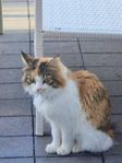 katt