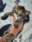 Ragcoon ragdoll maine coon 2 kattungar kvar. Otroligt rara