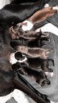 Pitbull/Amstaff x American Bully Xl valpar