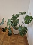 Monstera + kruka till salu