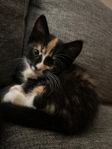 Kattunge