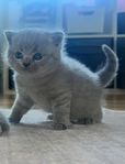 Renrasiga Brittisk Korthår Kattungar