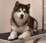 Alaskan Malamute