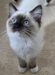 Leveransklar Ragdoll kattunge 