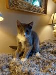 Kattungar