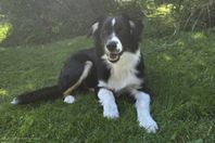 Border Collie/Australian Shepherd valp