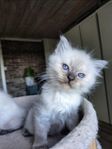Ragdoll blå maskade 2 kattungar kvar. Otroligt sociala