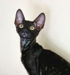 Cornish Rex