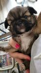 cavalier/japanese chin