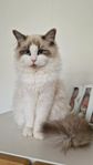 Omplacering ragdoll katt