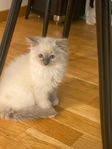 Ragdoll-katt. Hans mamma och pappa är ragdolls.