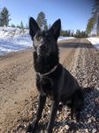 Radar söker hem