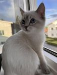 Ragdoll hane