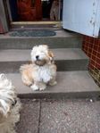 Bichon Havanais 